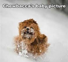 Because puppy and Star Wars all in one.